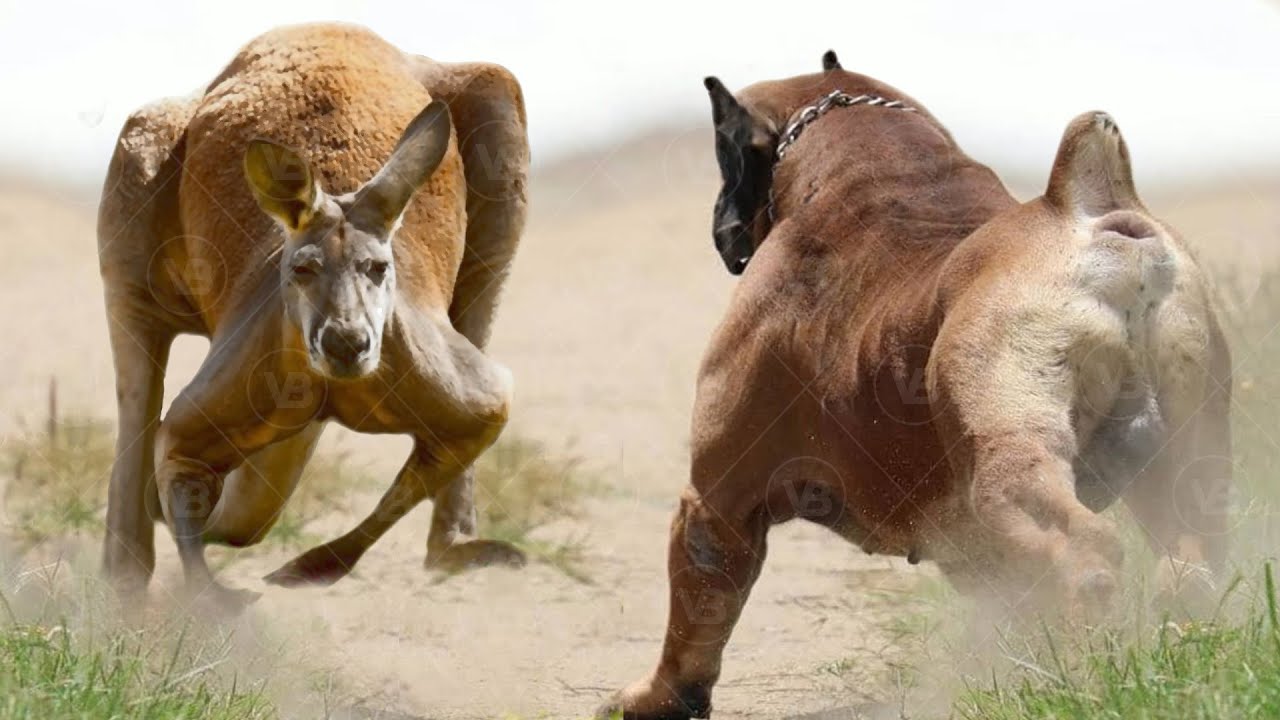 Only These Dogs Could Defeat a Kangaroo