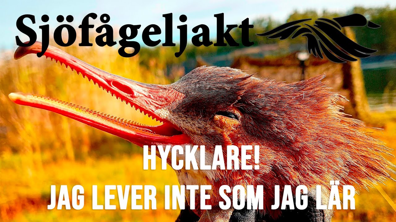 Sjöfågeljakt * Hycklare! *