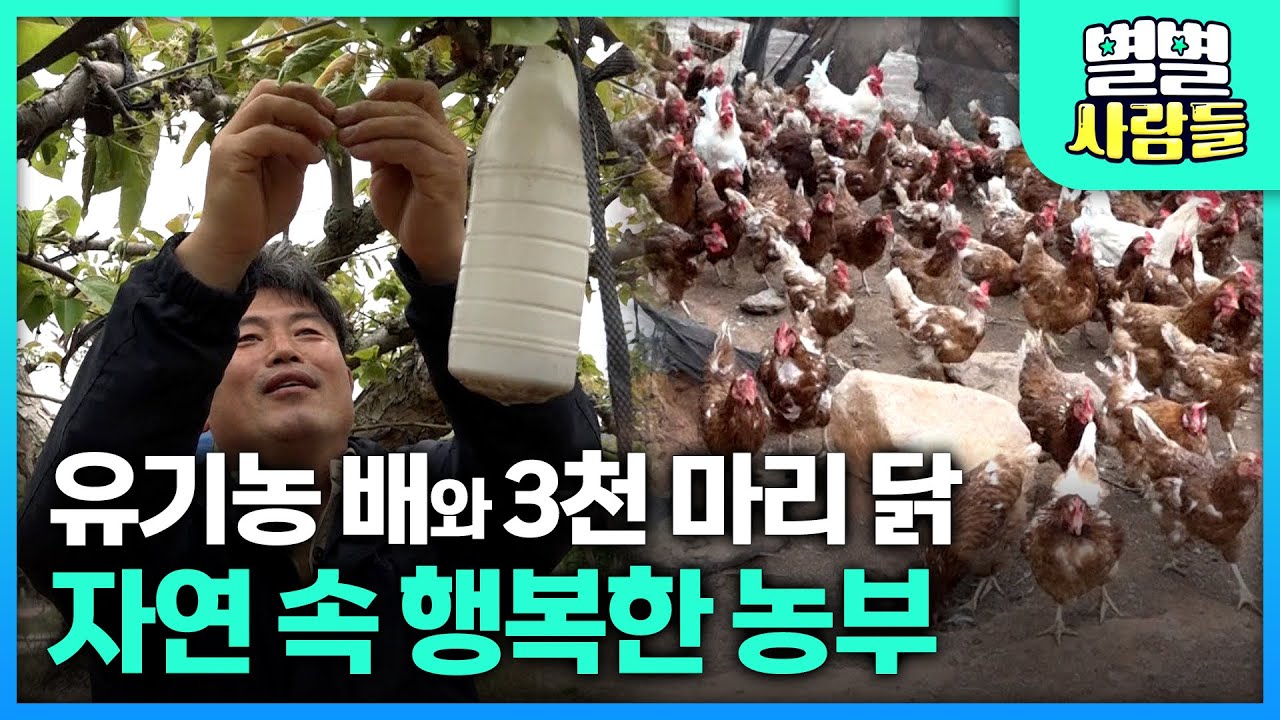 유기농 배와 3천 마리 닭을 방목하는 자연 속 행복한 농부 [ 별별사람들 ] 20230531