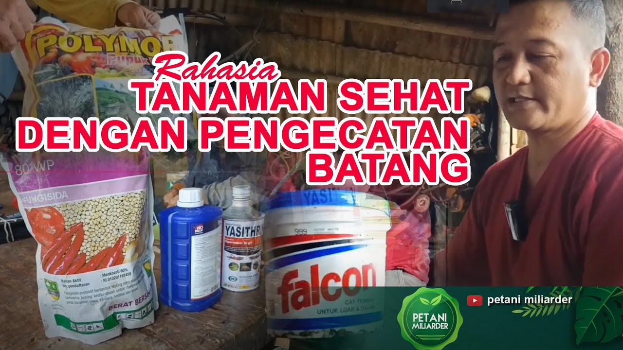 Rahasia Tanaman Sehat Dengan Pengecatan Batang