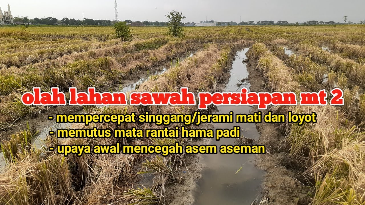 olah lahan sawah persiapan mt 2