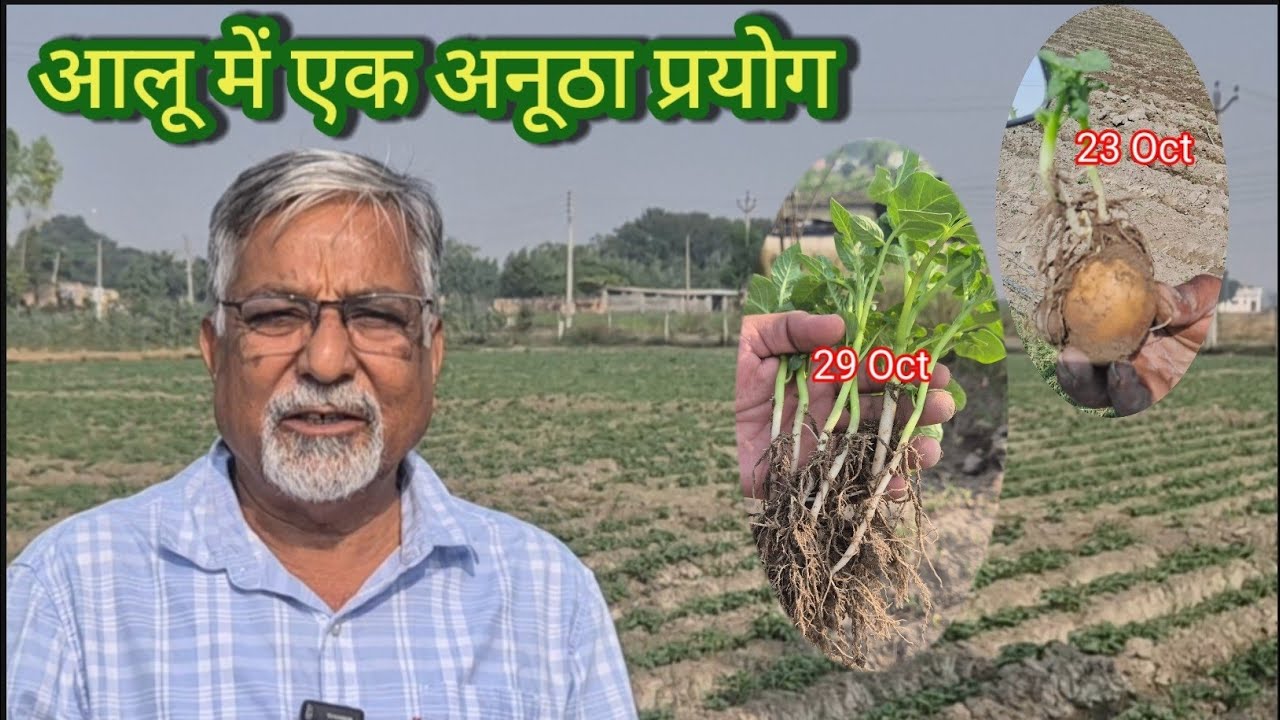 466. आलू 🥔. जैविक और रासायनिक कीटनाशक. अधिक लाभदायक? 