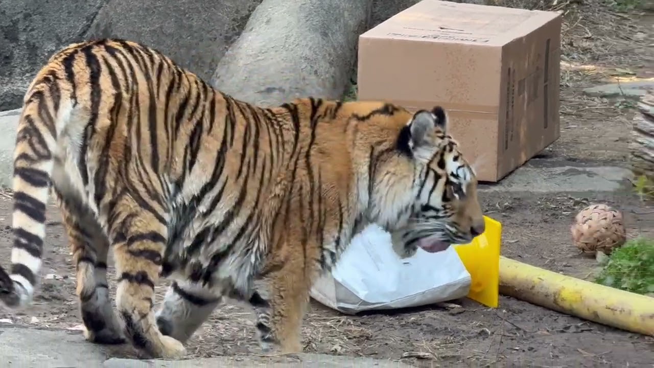 ダンボール📦さんは気になるケド強敵⁈ 今日はサーシャの日　アムールトラ　浜松市動物園にて　2026年2月14日