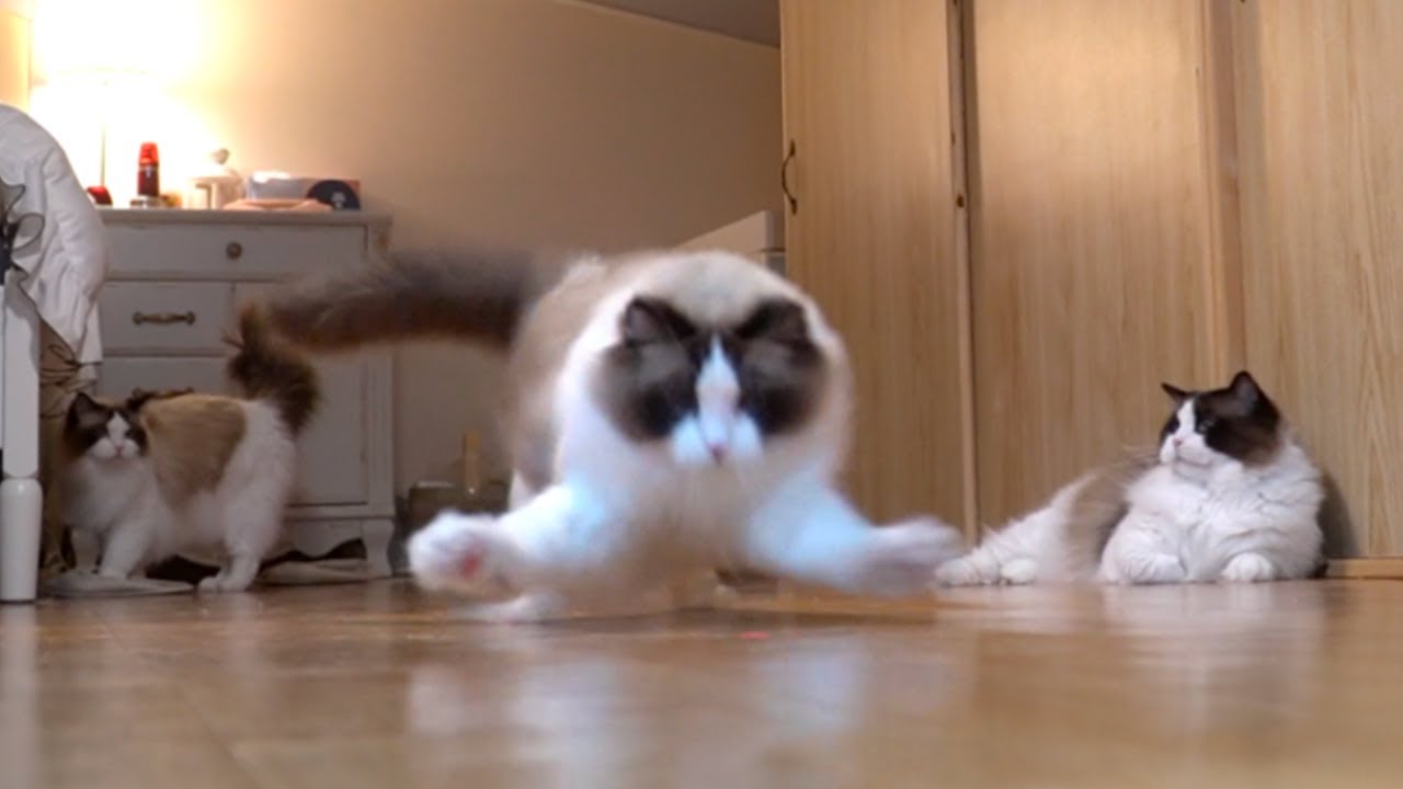 뚱쭝한 고양이 다이어트 시키기