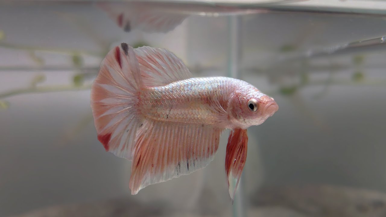 Betta Fish | From Ornamental to the Next Big Model Lab Animal