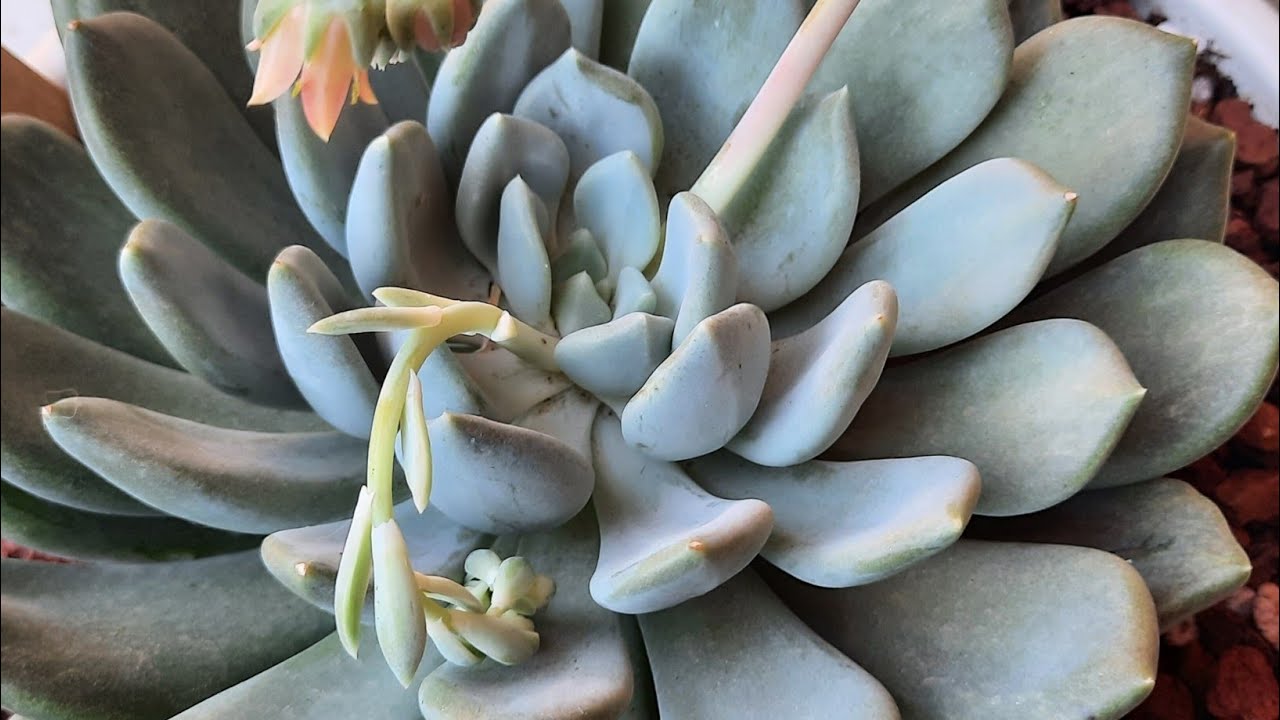 🙏PACHYVERIA CLAVIFOLIA.Y OTRAS
