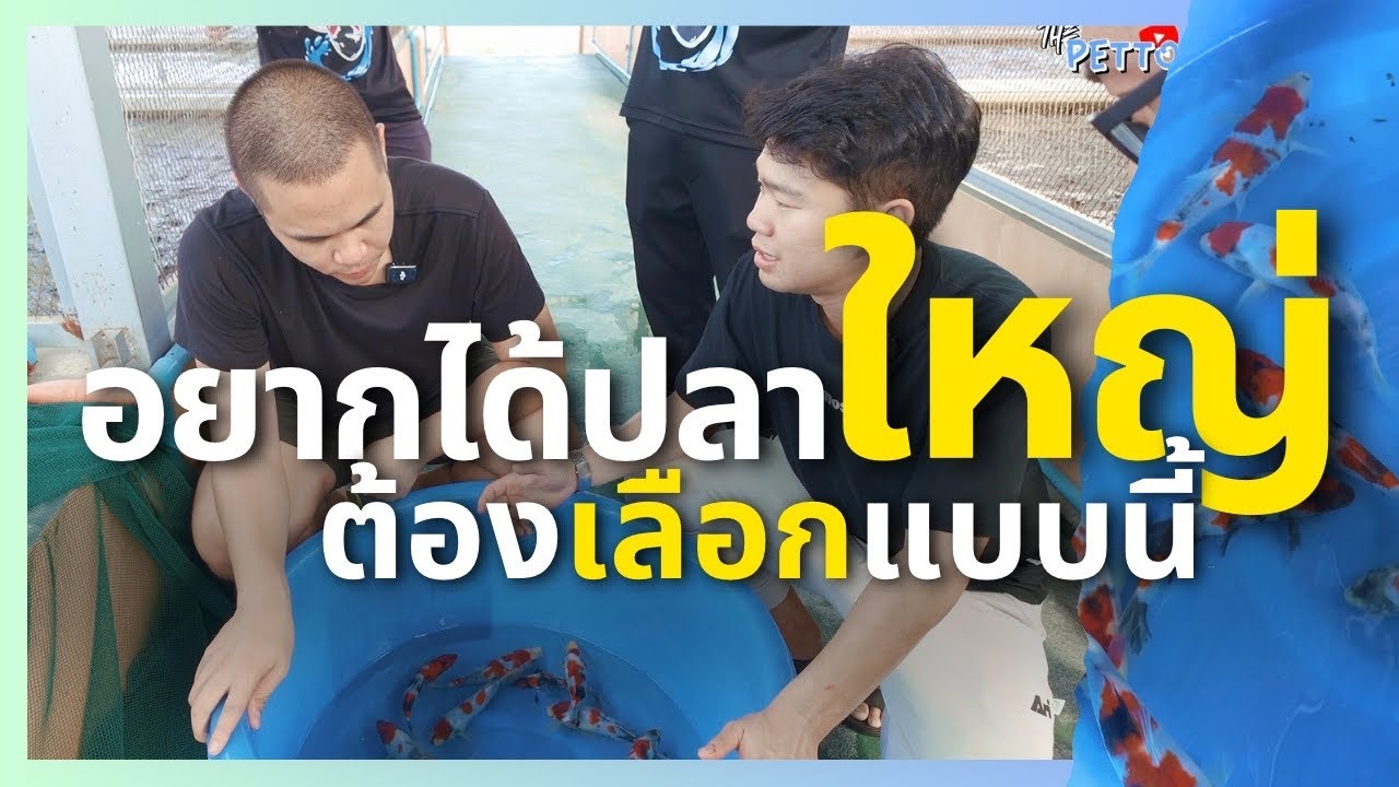 อยากให้ปลาคาร์ฟโตไปตัวใหญ่ยักษ์ ต้องเลือกปลาตอนเด็กแบบนี้! | The PETTO
