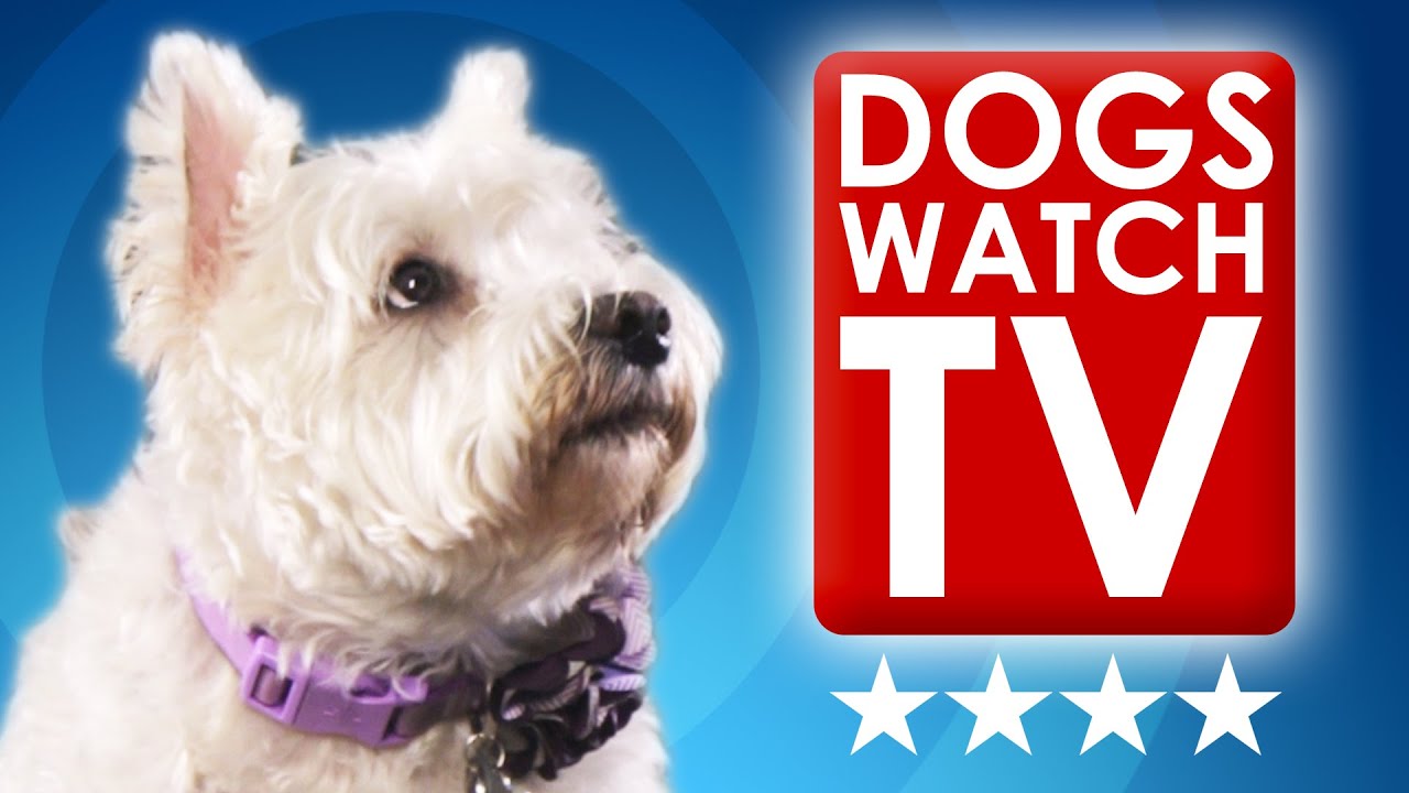 Dogs Watching TV
