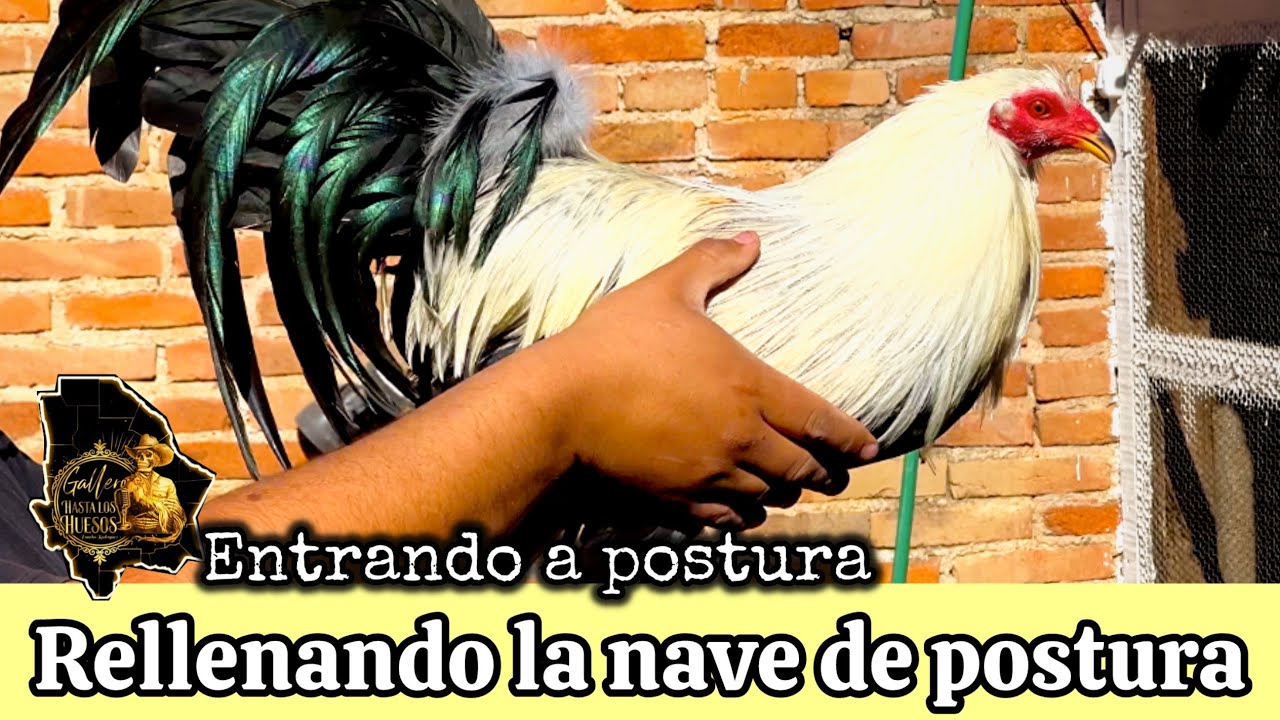 Llegaron los gallos 
