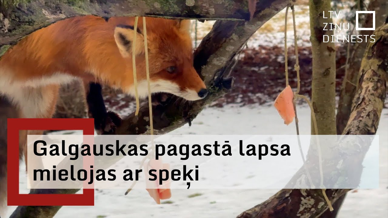 Galgauskas pagastā lapsa mielojas ar speķi