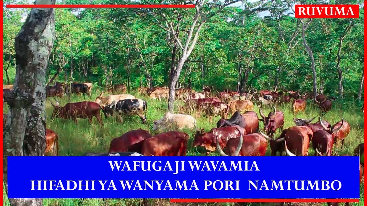 WAFUGAJI WAVAMIA HIFADHI YA WANYAMA PORI  NAMTUMBO