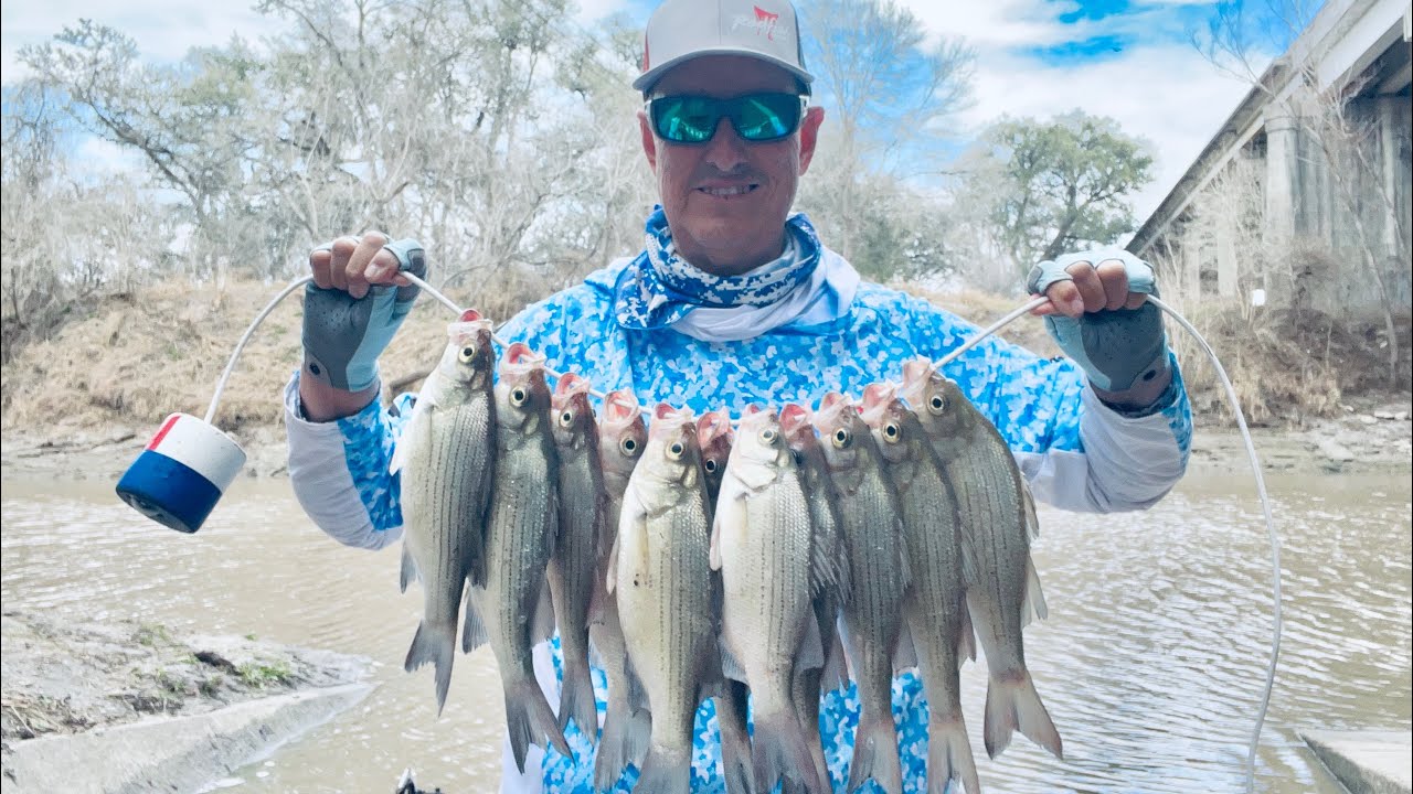 White Bass fishing from the Nueces River Feb. 7th 2024.