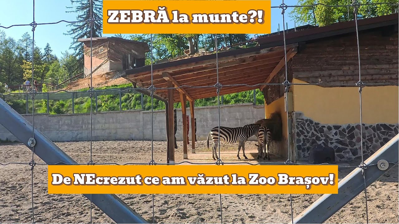 Cea mai tare Zoo din țară? Uite ce am descoperit la Brașov!
