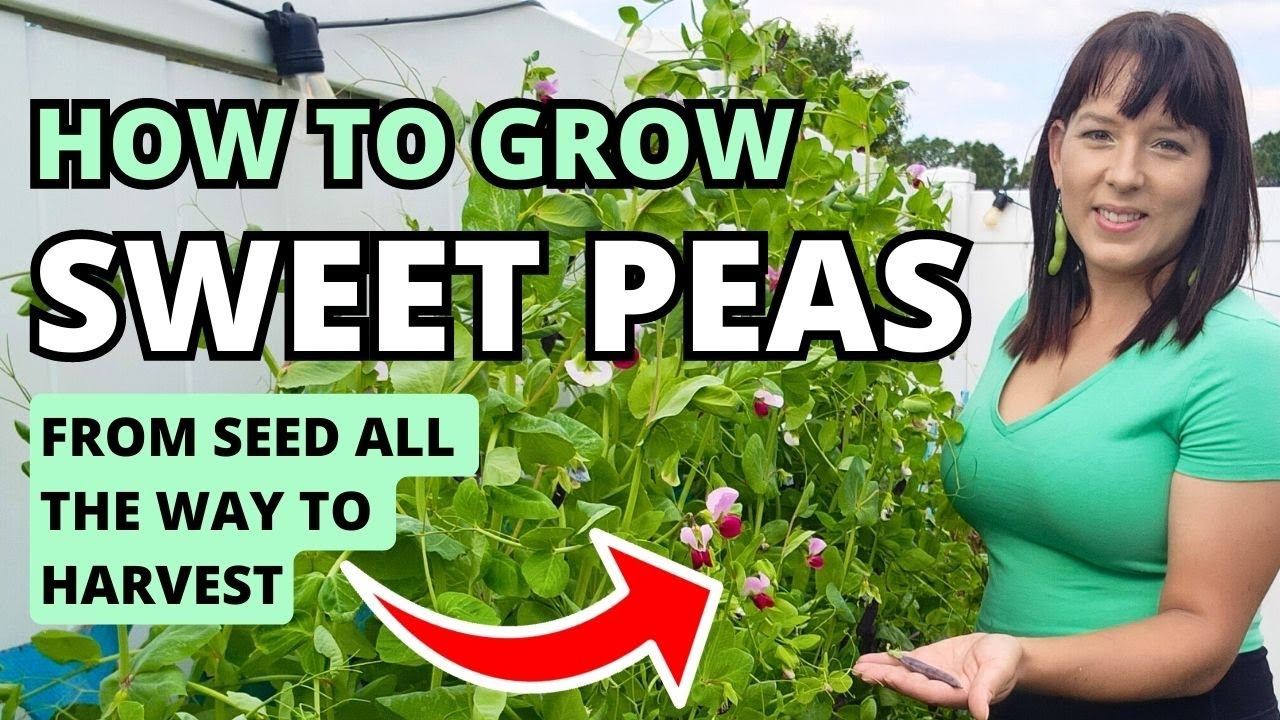 How To Grow Snow Peas, Sweet Peas, & Snap Peas From Seed To Harvest #peas #vegetablegarden #garden