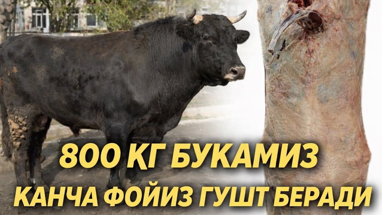 800 KG SHVET BUQA NECHI FOYIZ GO’SHT QILADI