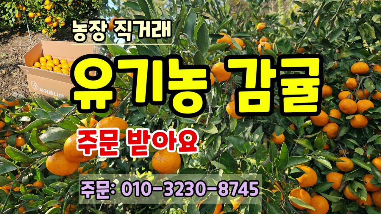 (마감)서귀포 유기농감귤 농장직거래 판매합니다 맛당도 최고 친환경감귤 (주문: 스토어, 문자)