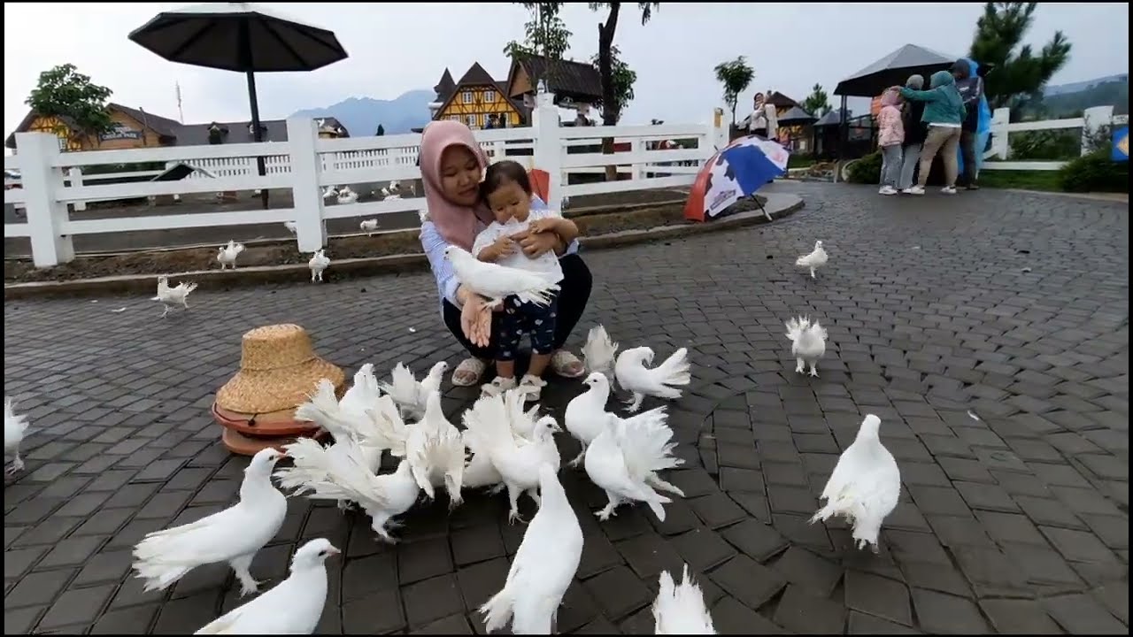 Dek sira dan ibuk kasih makan merpati putih (feeding white pigeon)