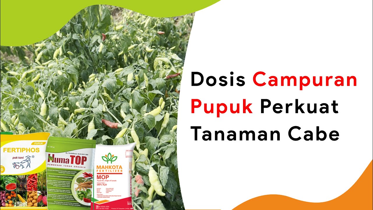 Campuran KCl Fase Generatif Sekaligus Perkuat Tanaman