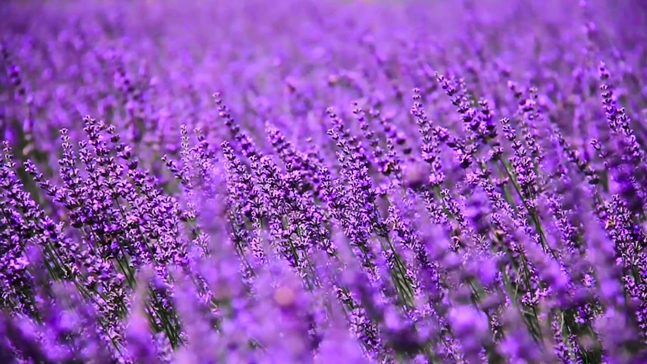 Lavender Field ASMR for an hour : for Study and Sleep ASMR 1 hour