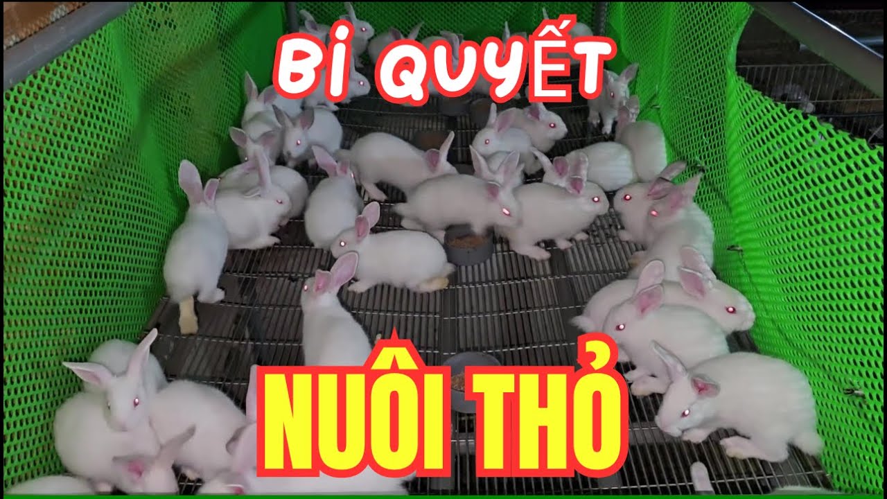 Nuôi 50 cặp thỏ, lãi ngay 15 triệu/tháng | Bí quyết nông dân bật mí!