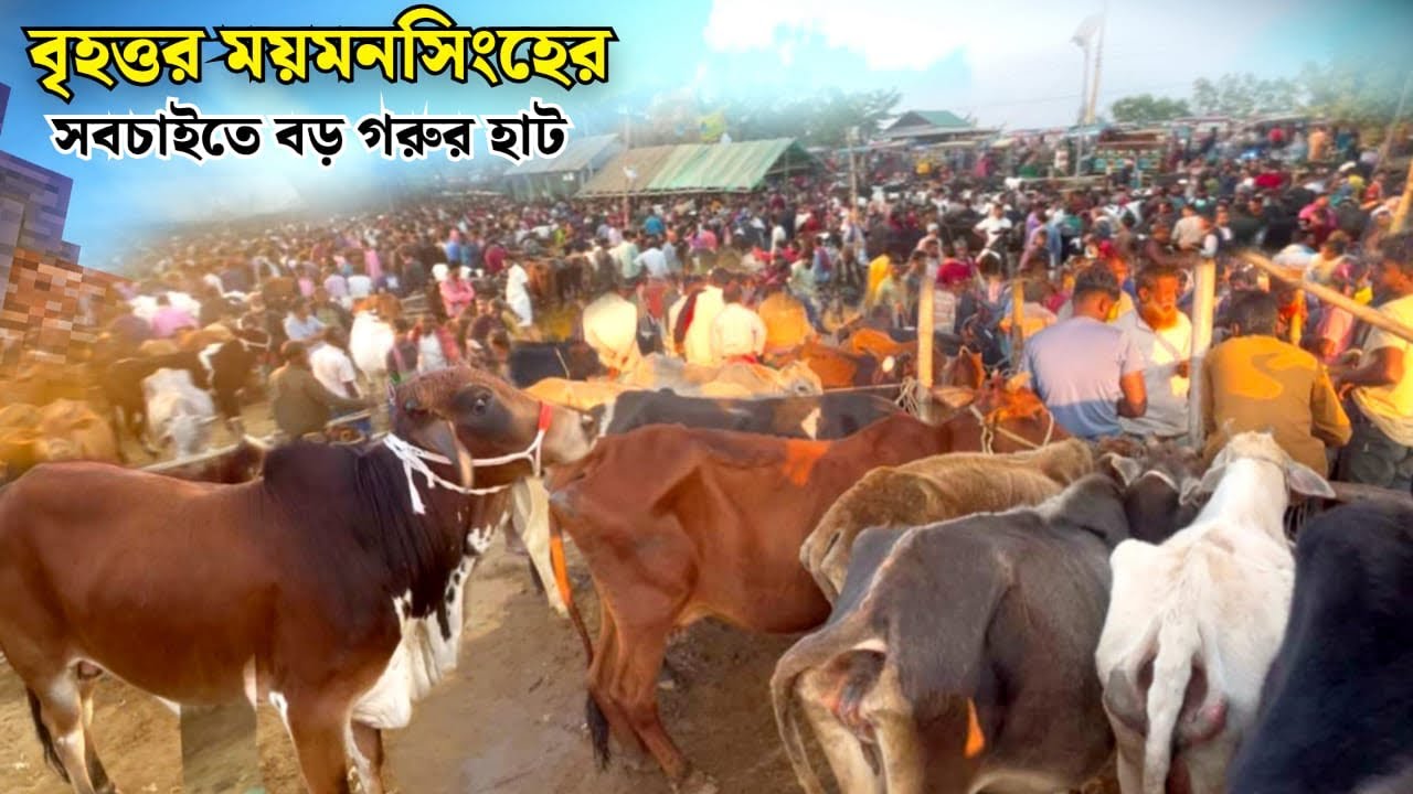 বৃহত্তর ময়মনসিংহের সবচাইতে বড় গরুর হাট নকলা বাইপাস || কম টাকায় মিলে শত শত গরু|#cowmarket2025