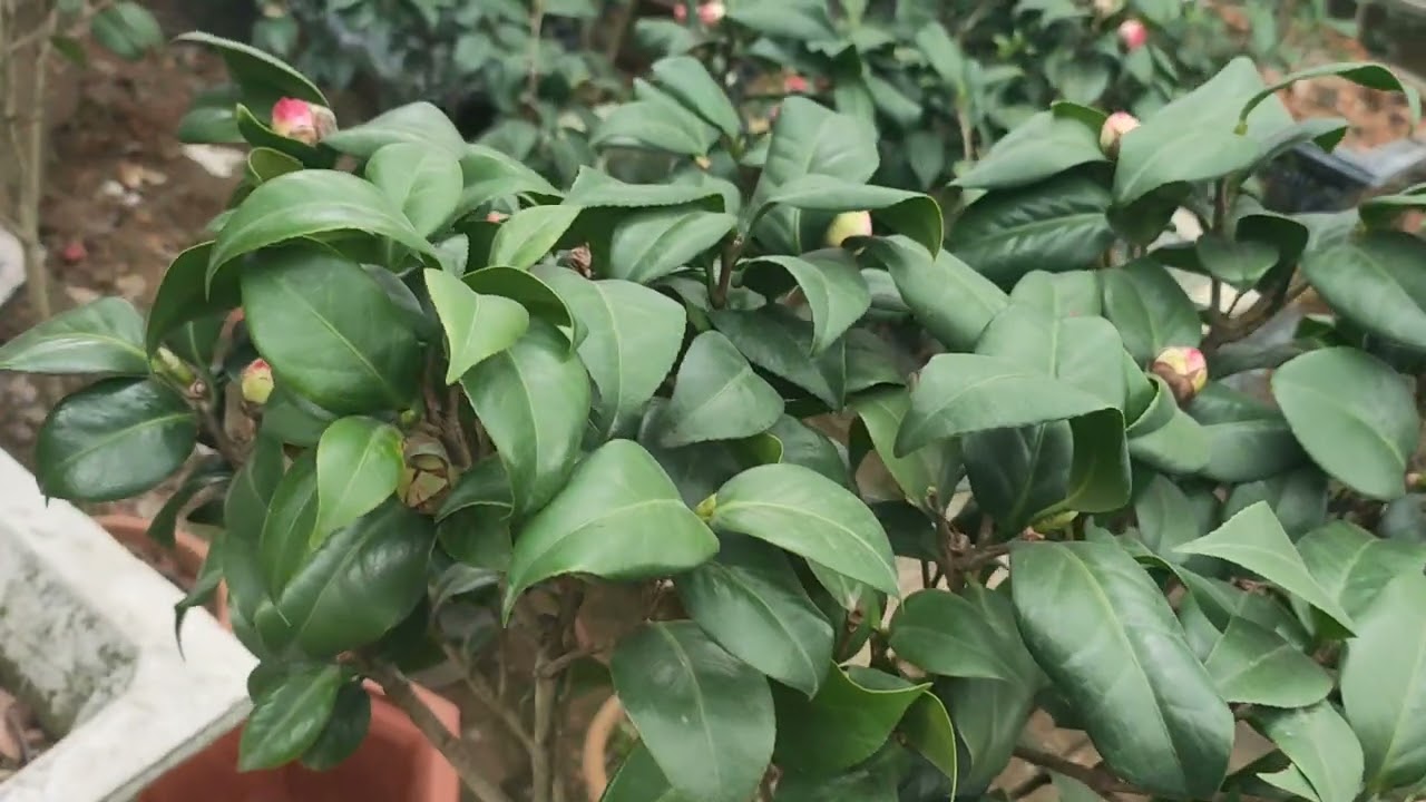 Lh e, 0344881819, đầu xuân e kính mời các bác , e chia sẻ trà My các phân khúc ạ 
