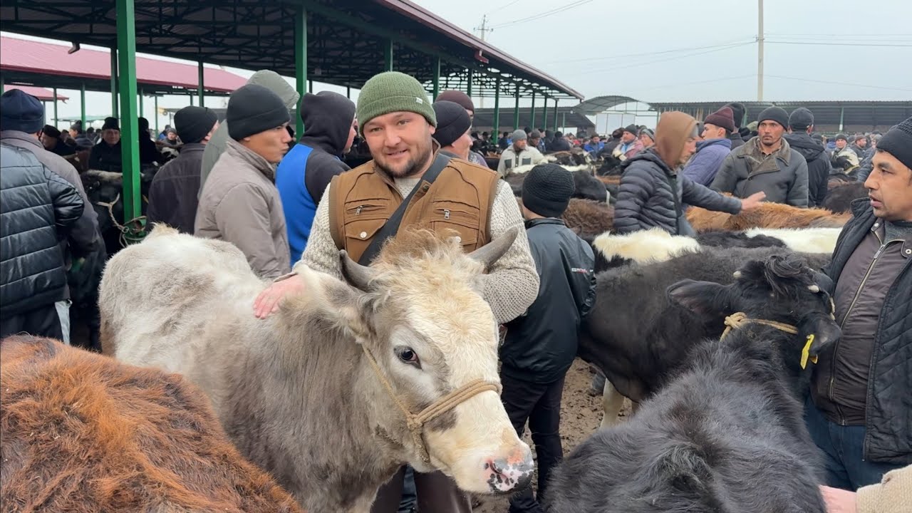Shahidon mol bozori sigirlar narhlari bilan tarnishing 3.02.2026yil