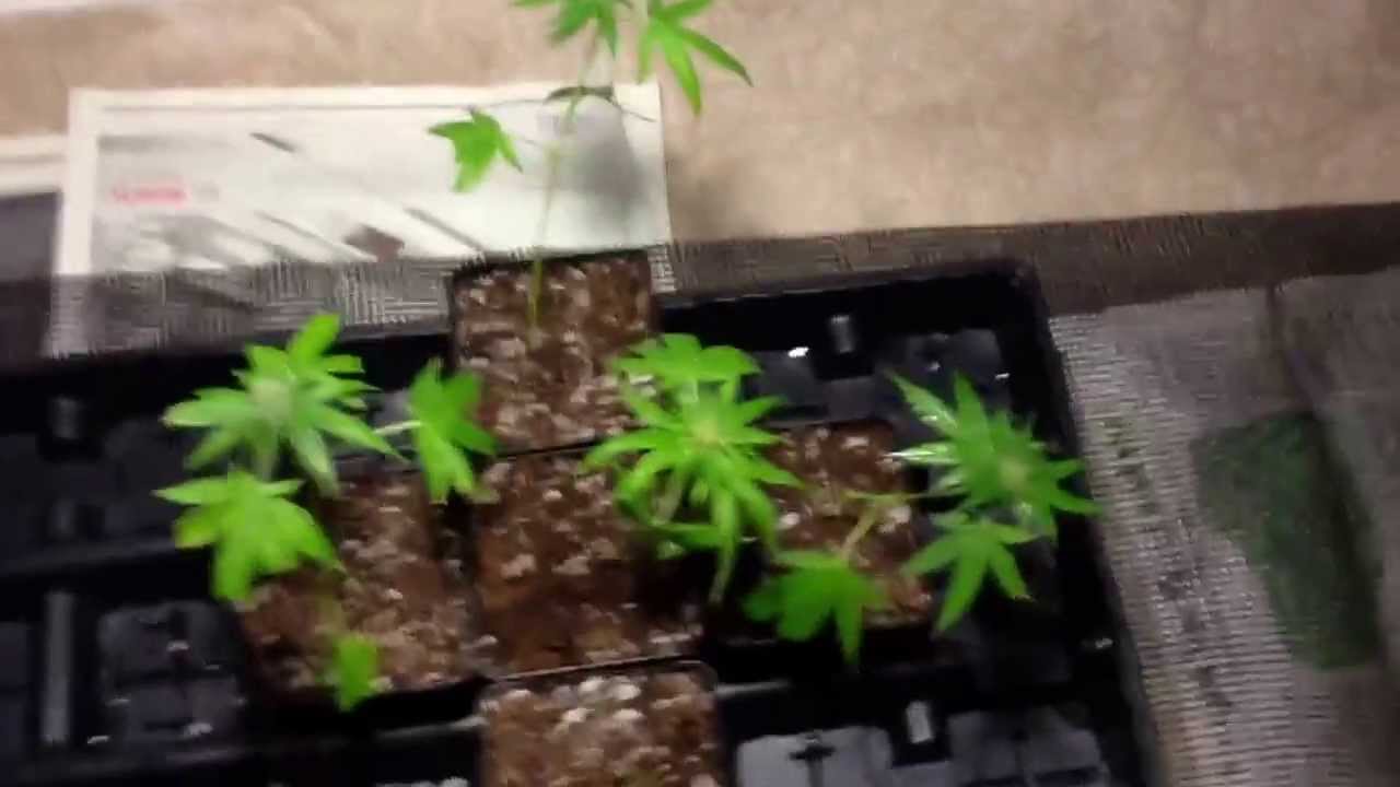 Re-Vegging flowering clones - part 3 - transplant to medium