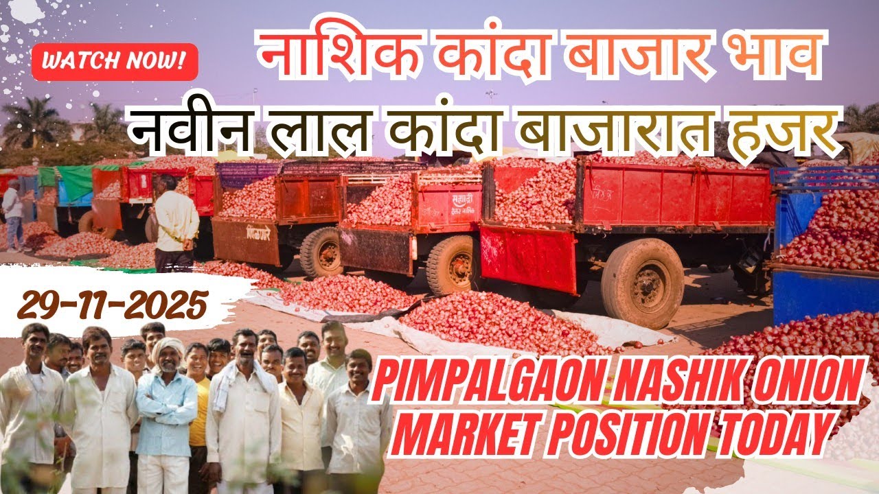 Nashik Onion Market Positions,  Rates and insights | GREEN SOURCE 29-11-2025