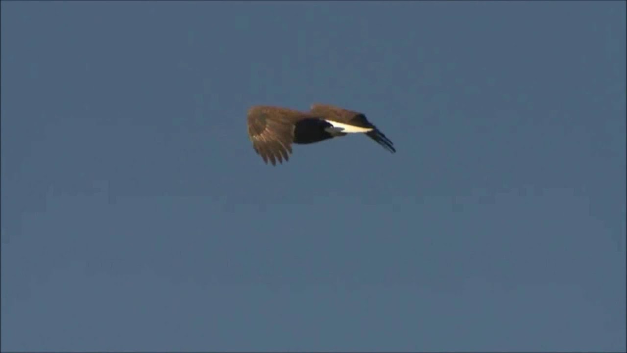 BIRD ON A WIRE  KATEY SAGAL