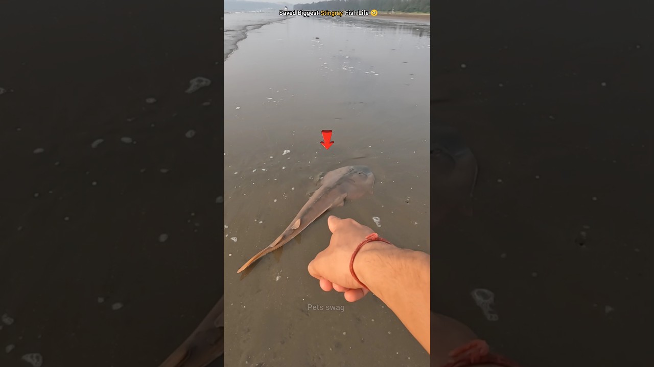 WOW! Saving the World's Largest Stingray Fish 🥺 #shorts #fish