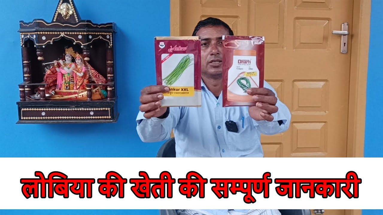 लोबिया की खेती