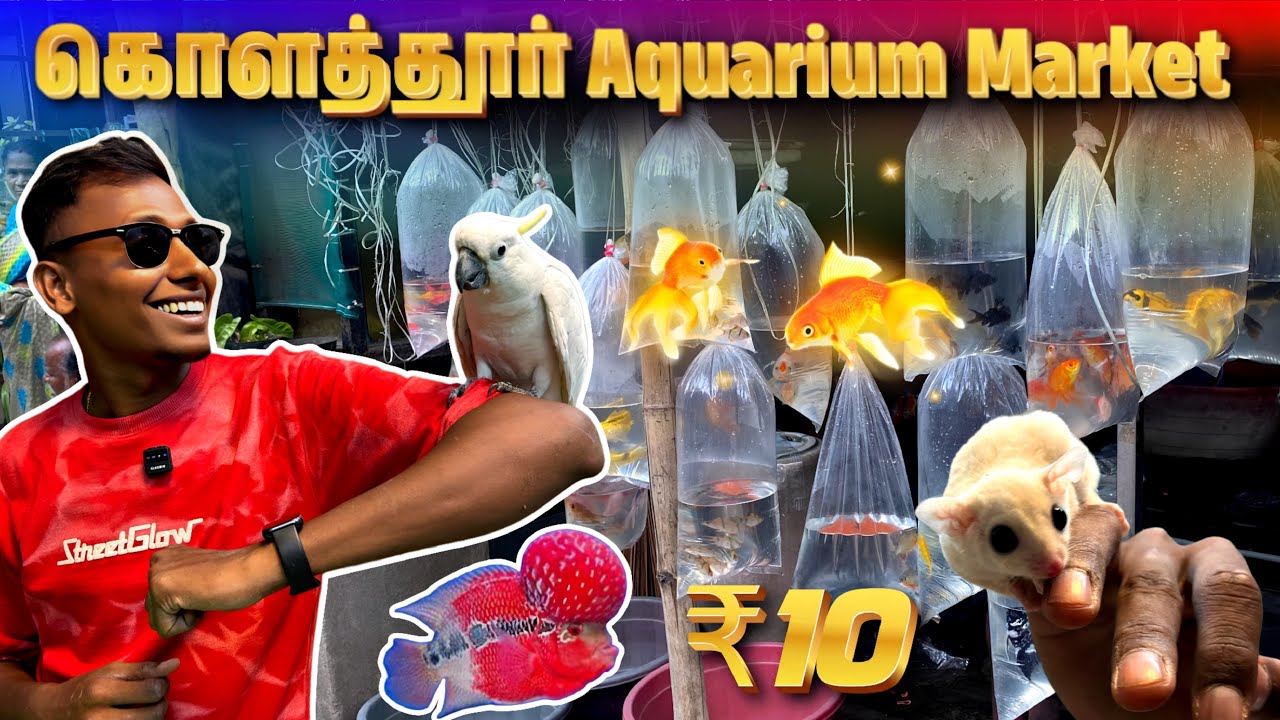 💥 Chennai’s Biggest Pet & Fish Market | Kolathur Pet Market | Fish, Gliders, Plants #aquarium #pets