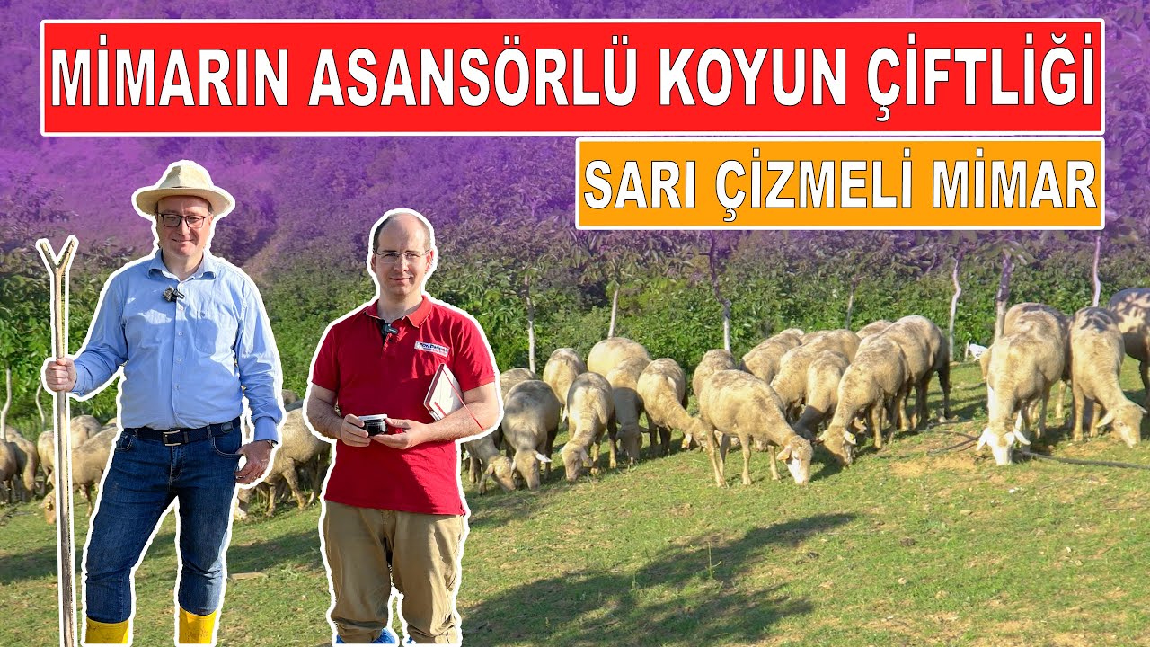 Mimarın Asansörlü Koyun Çiftliği | Sarı Çizmeli Mimar