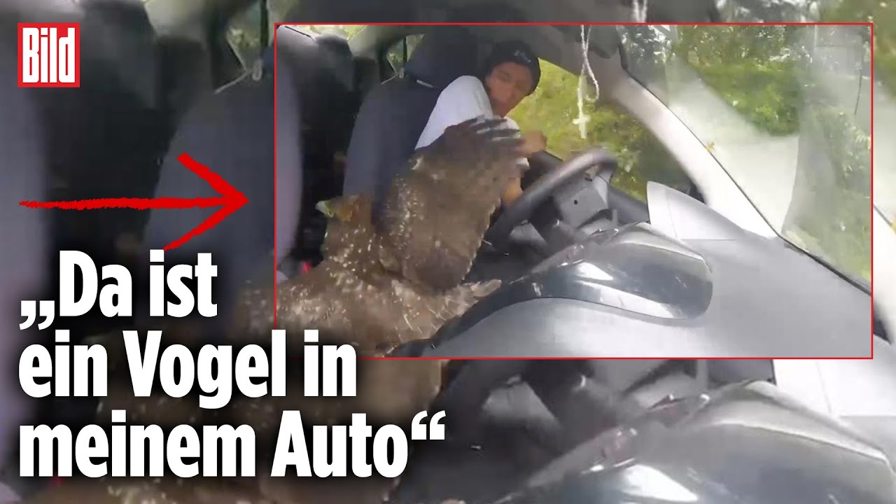 Schock f&uuml;r YouTuber: Verletzter Adler landet im Auto