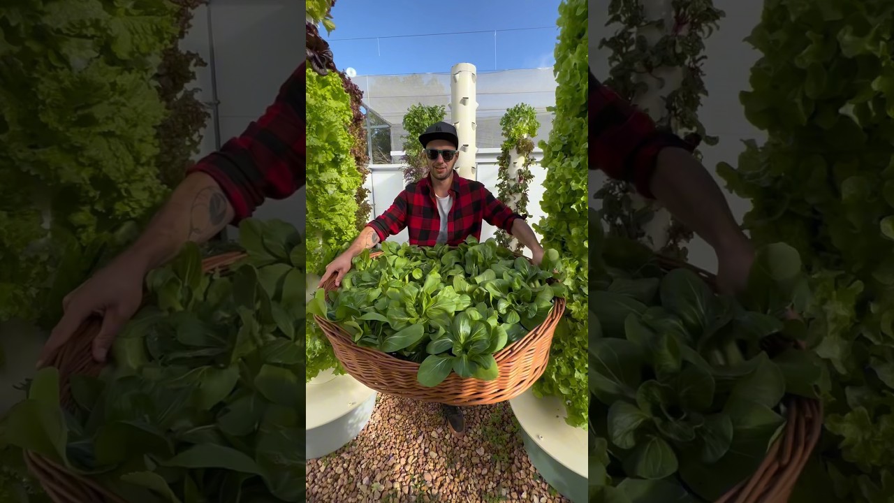 Seed strategies for vertical farming. #verticalfarming #seeds #towergarden #aeroponics #gardening