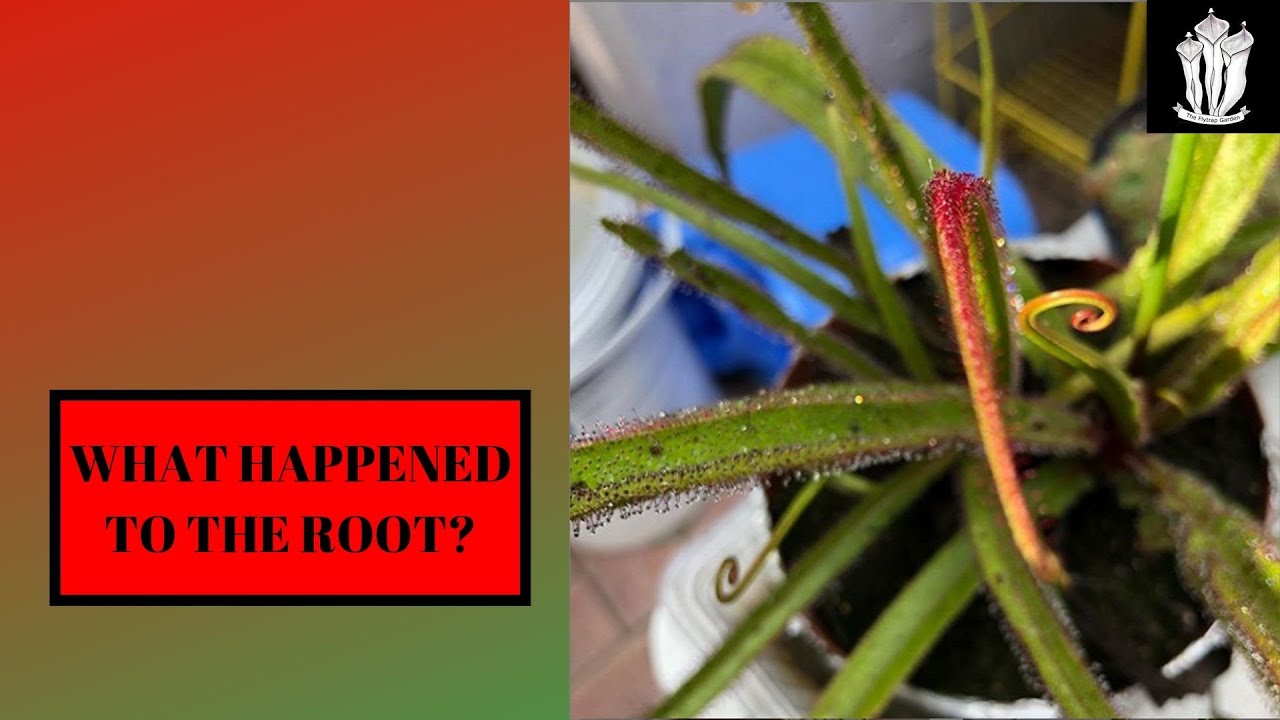 Drosera Regia - Taking a Root cutting