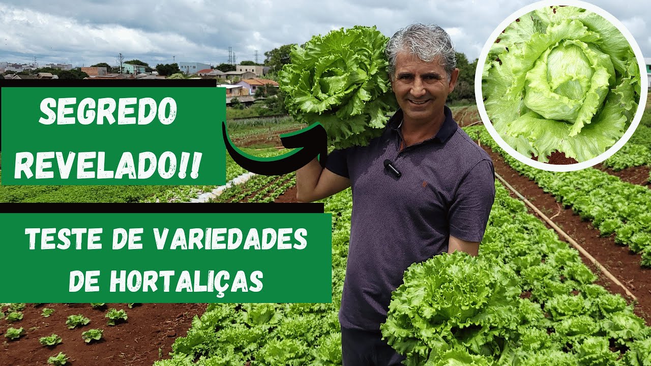 COMO TESTAR NOVAS VARIEDADES DE ALFACE NA SUA HORTA!!