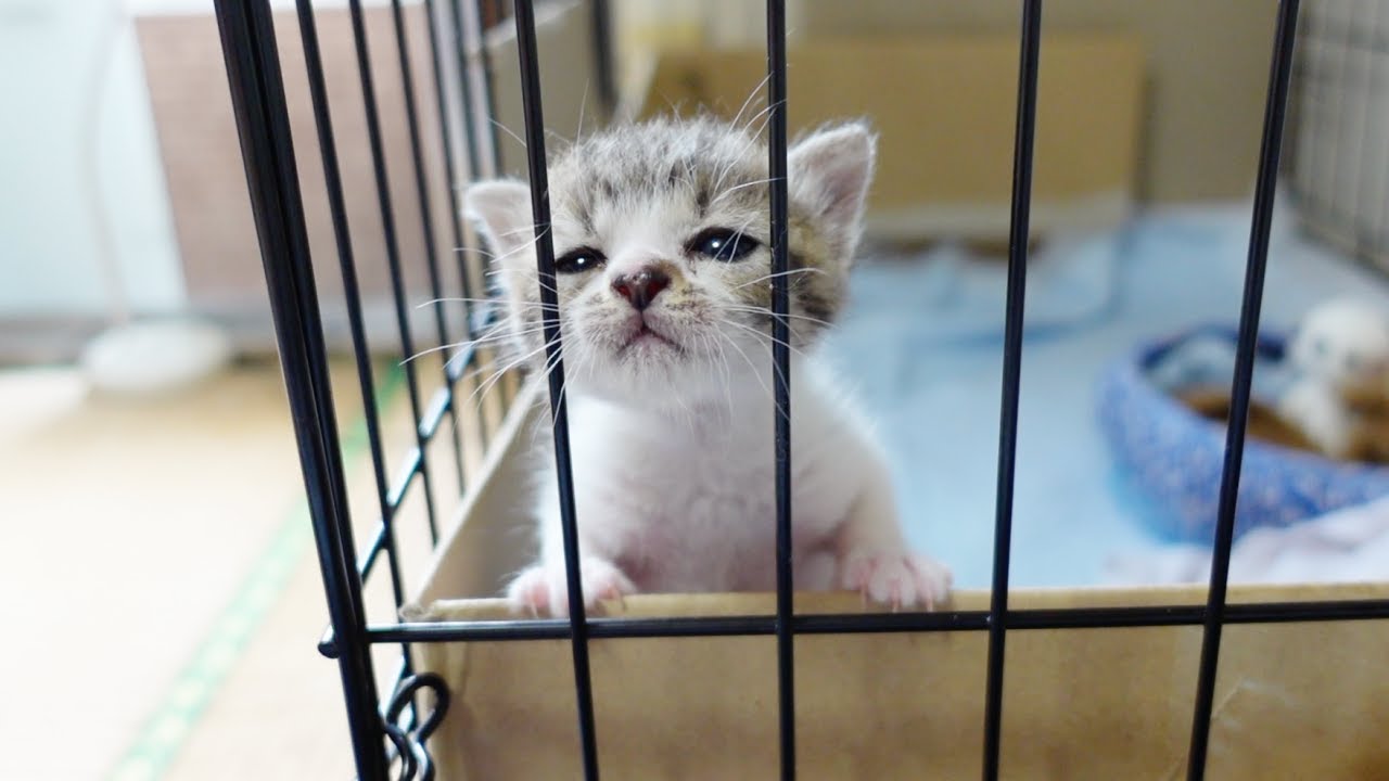 ミルクの香りに気づいてしまった子猫