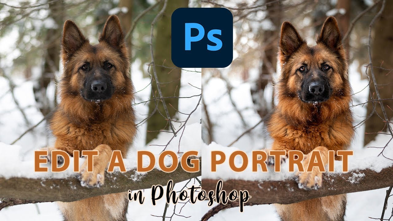 Edit a Dog Portrait in Photoshop