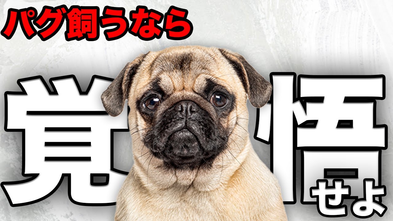 【解説】迎える前に1度見て！パグの魅力や注意点について教えます！
