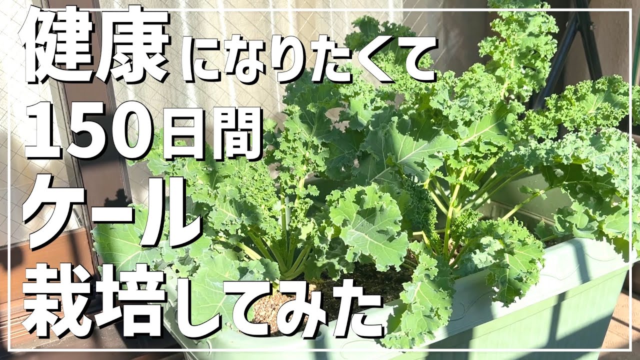 家庭菜園で健康になる！ 150日間ケール栽培したら大量に収穫できた！ /  ケール栽培方法 / ケールの虫対策 / 野菜の王様 / 秋の家庭菜園