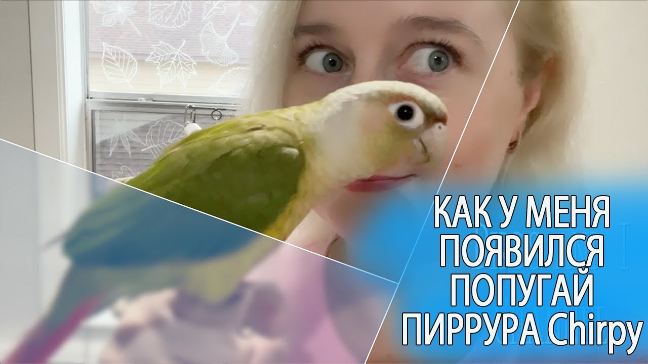 КАК У НАС ПОЯВИЛСЯ ПОПУГАЙ ПИРРУРА ПО ИМЕНИ CHIRPY (ЧЁРПИ)