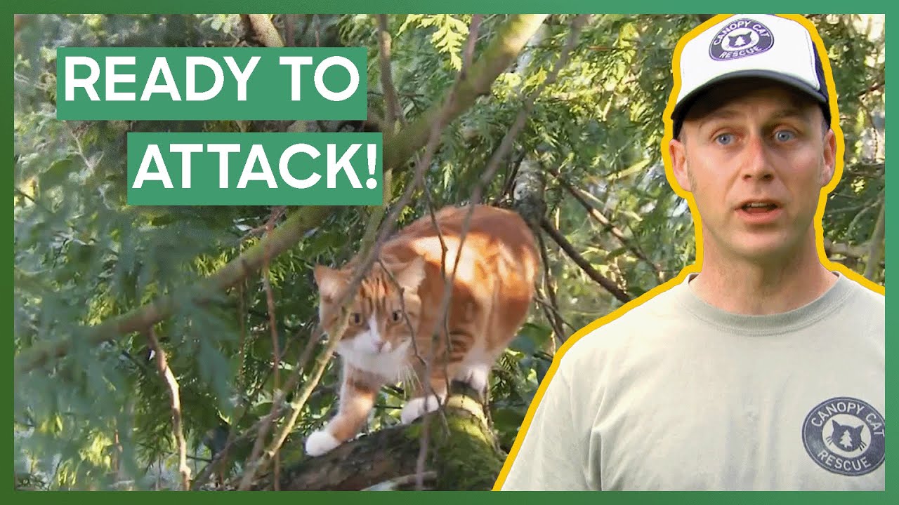 Shaun & Tom Team Up To Rescue Aggressive Cat | Treetop Cat Rescue