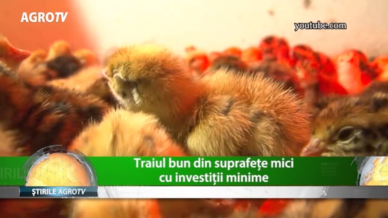 Care sunt cele mai profitabile afaceri din agricultura