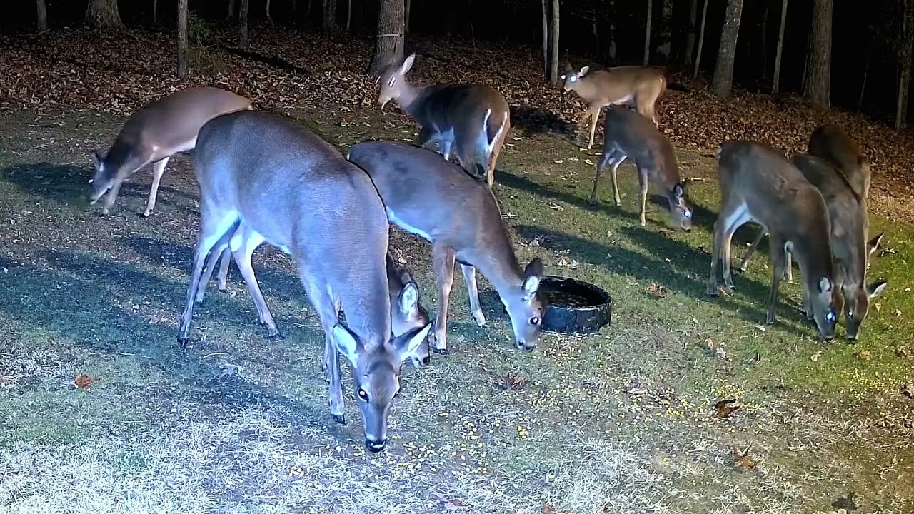 The Calm Order of a Deer Herd  - Peaceful Backyard Viewing