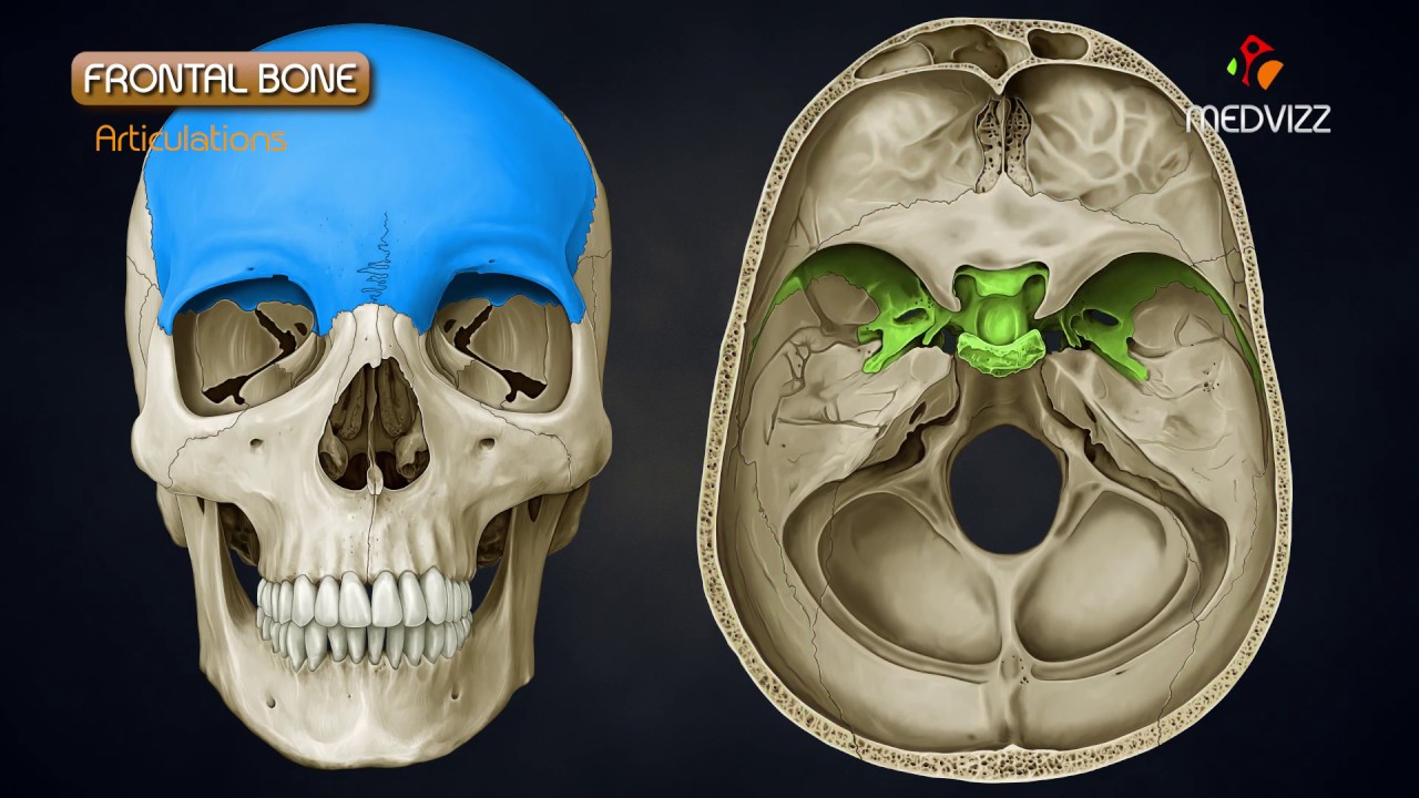 Anatomia kości czołowej &ndash; animowana osteologia, MBBS, 1. rok