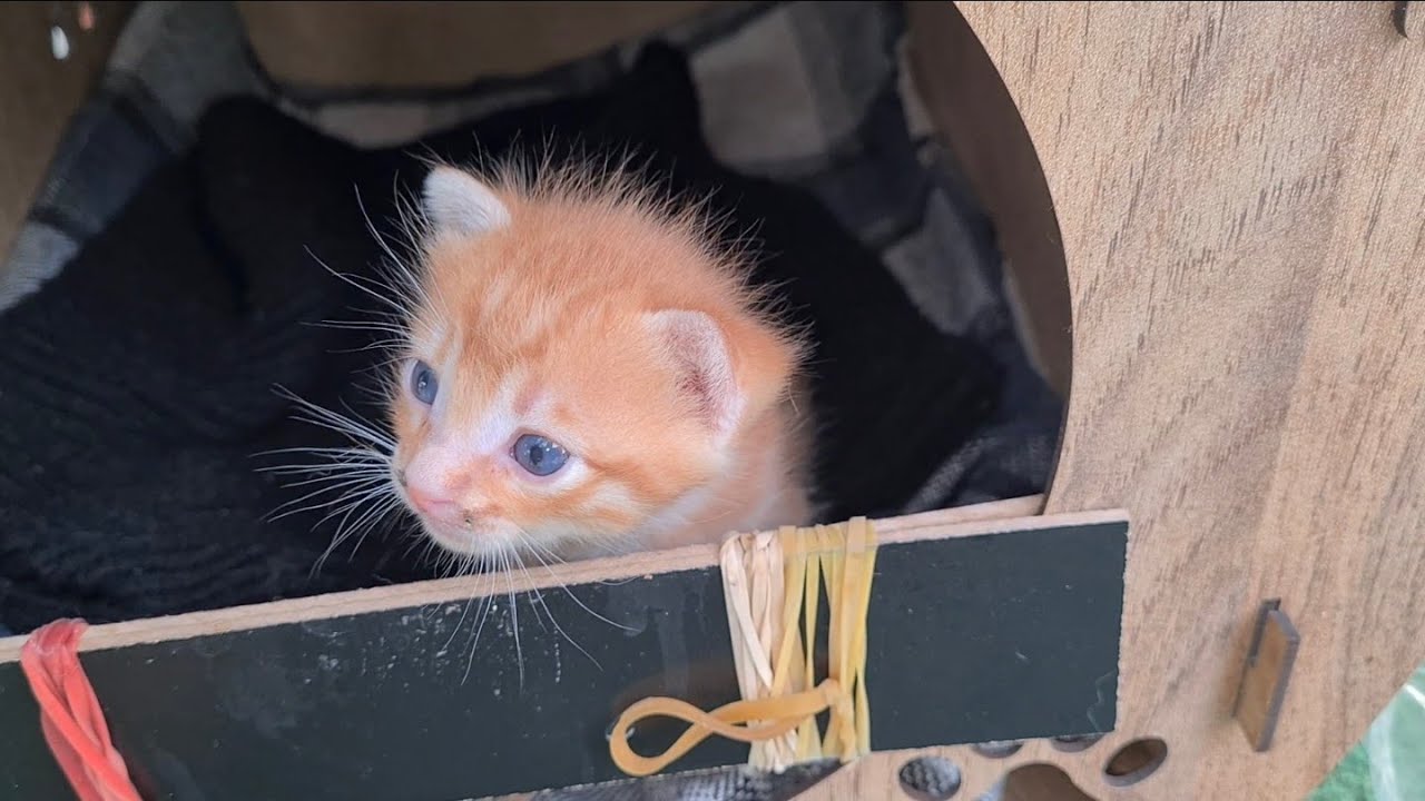 Abandoned and left alone Kitten gets very sad.