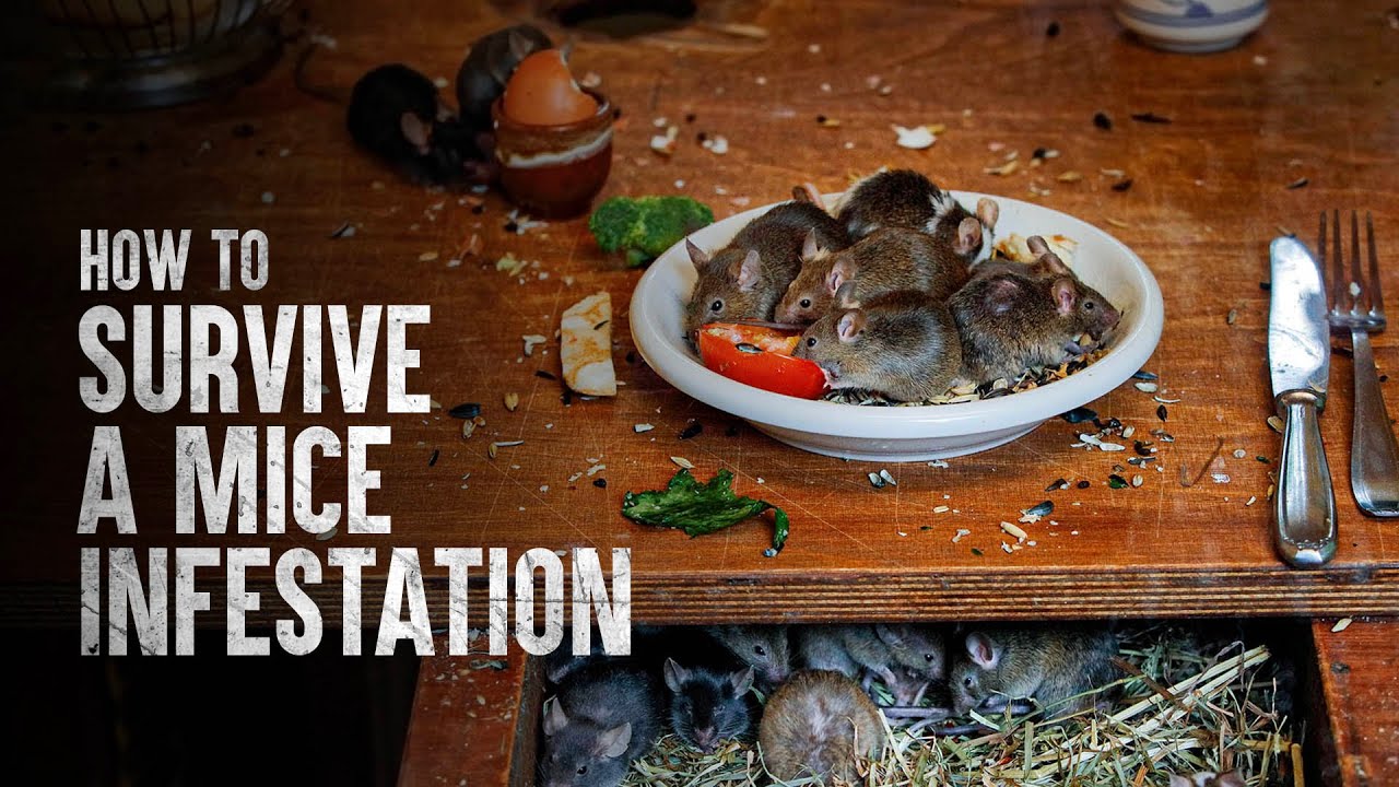 Как пережить нашествие мышей