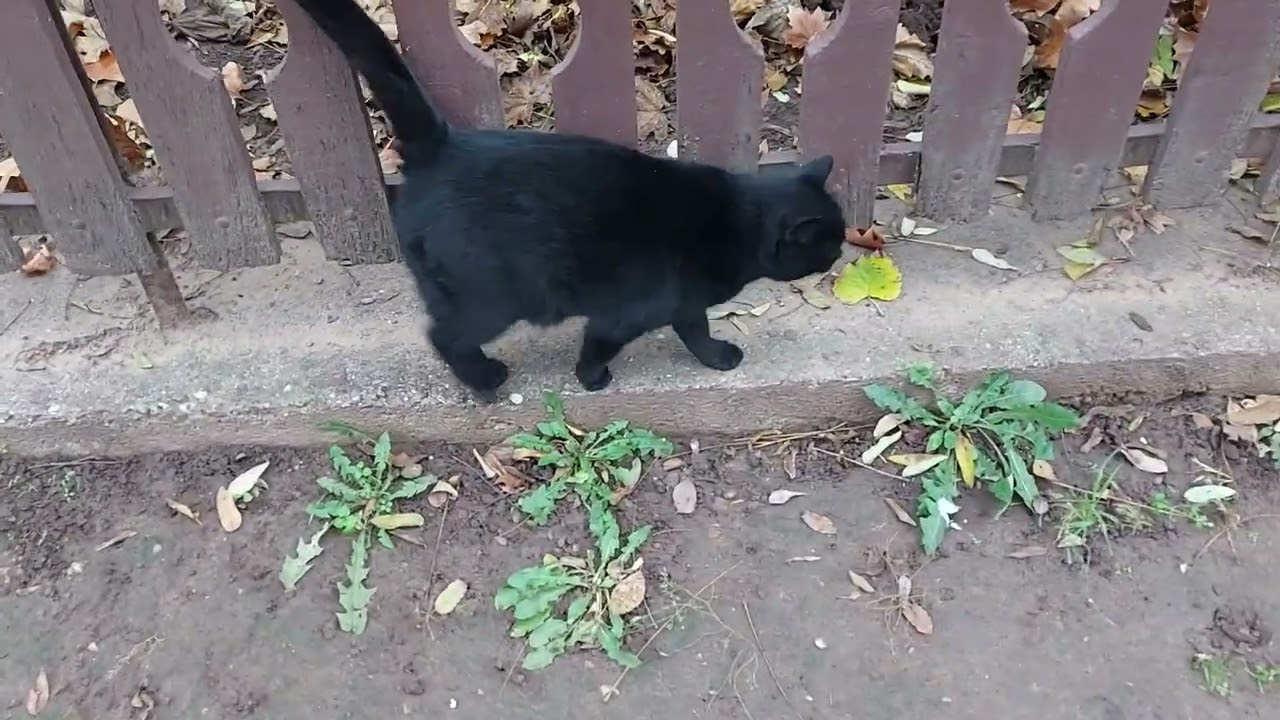 Macska / Cat